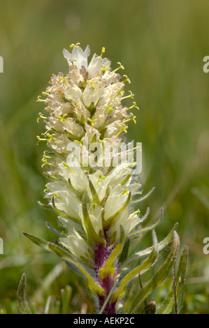 Yellow Bellflower Campanula thyrsoides Stock Photo