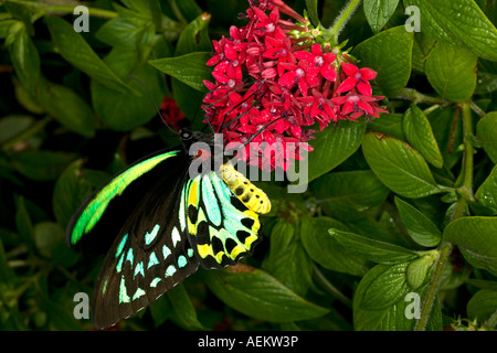 birdwing butterfly nectaring on tropical flower in butterfly house Stock Photo