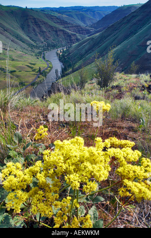 Blooming wildflower and Grande Ronde River Oregon Stock Photo