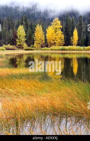 Fall color at Lost Lake Oregon Stock Photo