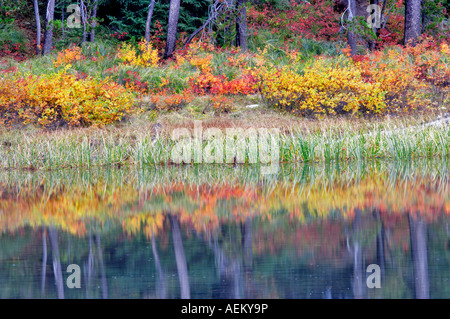 Fall color on banks of Scott Lake Central Oregon Stock Photo
