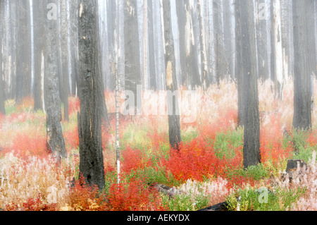Multicolored vine maple in burned out forest Deschutes National Forest Oregon Stock Photo