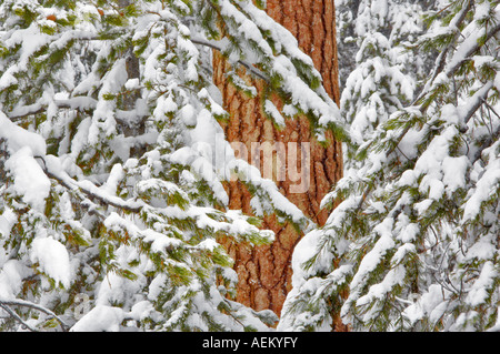 Snow with ponderosa pine tree Elkhorn Drive National Scenic Byway Oregon Stock Photo