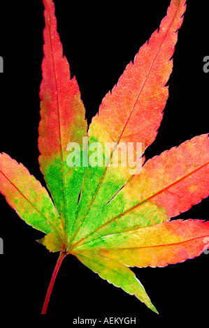 Japanese maple leaf in fall color Stock Photo
