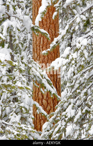 Snow with ponderosa pine tree Elkhorn Drive National Scenic Byway Oregon Stock Photo