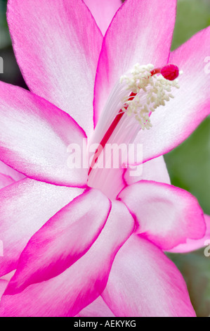 Christmas cactus flower Schlumbergera Thor Tenna Al s Nursery Woodburn Oregon Stock Photo