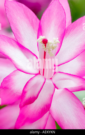 Christmas cactus flower Schlumbergera Thor Tenna Al s Nursery Woodburn Oregon Stock Photo