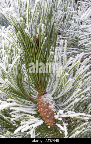 Pine tree with hoar frost Wilsonville Oregon Stock Photo