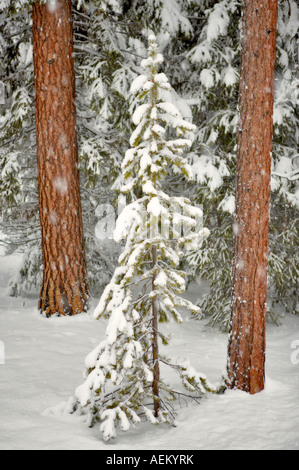 Snow with ponderosa pine trees Elkhorn Scenic Byway Oregon Stock Photo