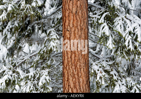 Snow with ponderosa pine tree Elkhorn Scenic Byway Oregon Stock Photo