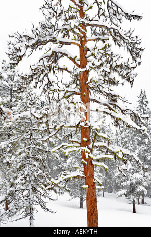 Snow with ponderosa pine trees Elkhorn Scenic Byway Oregon Stock Photo