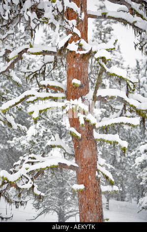 Snow with ponderosa pine trees Elkhorn Scenic Byway Oregon Stock Photo