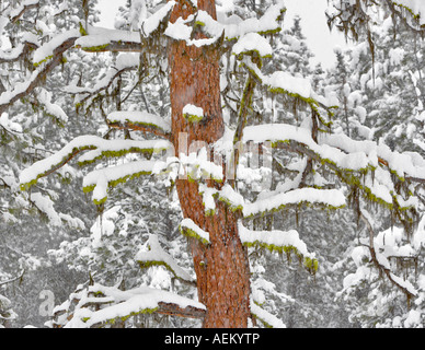 Snow with ponderosa pine tree and moss Elkhorn Scenic Byway Oregon Stock Photo