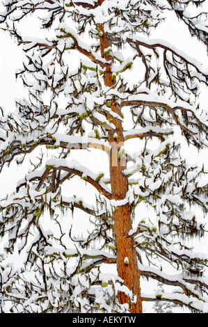 Snow with ponderosa pine trees Elkhorn Scenic Byway Oregon Stock Photo