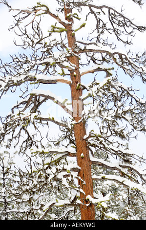 Snow with ponderosa pine tree Elkhorn Drive National Scenic Byway Oregon Stock Photo