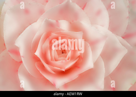 Pink rose Stock Photo