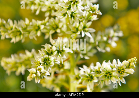 Corn Lily Steens Mountain Oregon Stock Photo