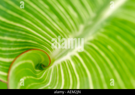 Close up of Hosta leaf Hughes Water Gardens Oregon Stock Photo