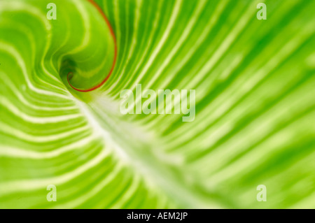 Close up of Hosta leaf Hughes Water Gardens Oregon Stock Photo