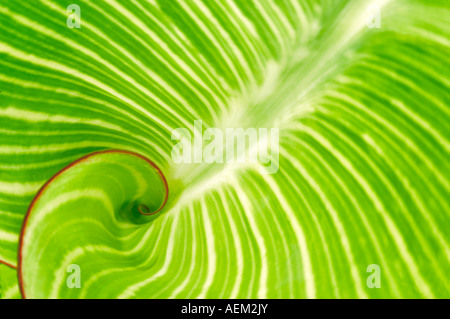 Close up of Hosta leaf Hughes Water Gardens Oregon Stock Photo