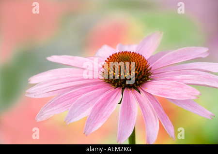Purple Coneflower Echinacea purpurea Oregon Stock Photo