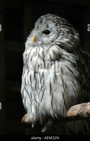 Ural owl Strix uralensis Stock Photo