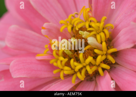 Pink Flower Stock Photo