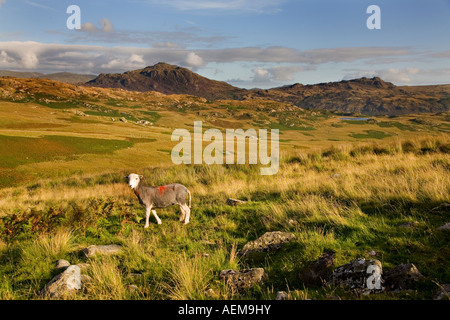 The eskdale valley in the English Lake District Stock Photo