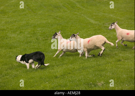 Border collie sheepdog rounding up sheep at the Ings Sheepdog trials Lake district National Park Stock Photo