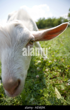 white goat looking on a camera focus on his eye Stock Photo