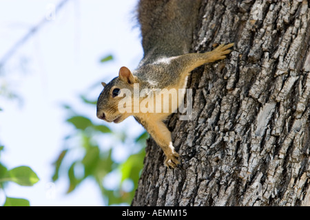 Fox Squirrel Sciurus niger Stock Photo