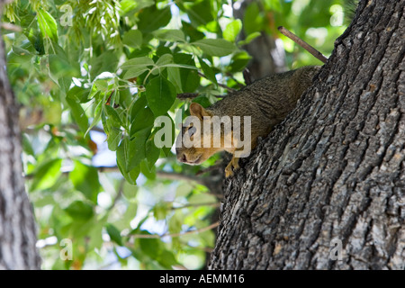 Fox Squirrel Sciurus niger Stock Photo