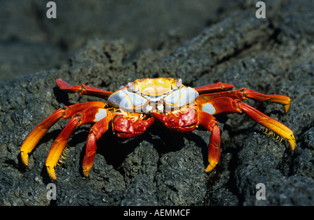 Sally Lightfoot Crab Grapsus grapsus Stock Photo