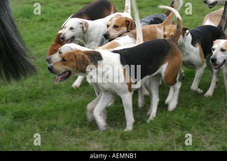 The Cranleigh Show August 2005 Stock Photo