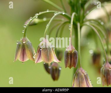 The Tall flowerheads of Allium bulgaricum - Nectaroscordum dioscordis Stock Photo