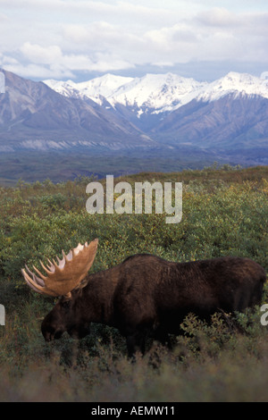 bull moose Alces alces in Denali National Park Alaska Stock Photo