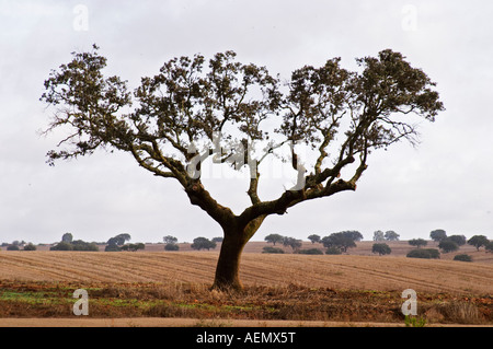 Oak trees in a field. Henrque HM Uva, Herdade da Mingorra, Alentejo, Portugal Stock Photo