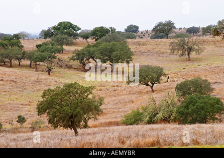 Oak trees in a field. Henrque HM Uva, Herdade da Mingorra, Alentejo, Portugal Stock Photo