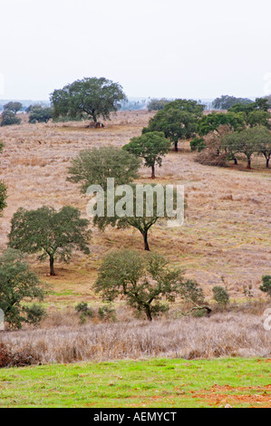 Oak trees in a field. Henrque HM Uva, Herdade da Mingorra, Alentejo, Portugal Stock Photo