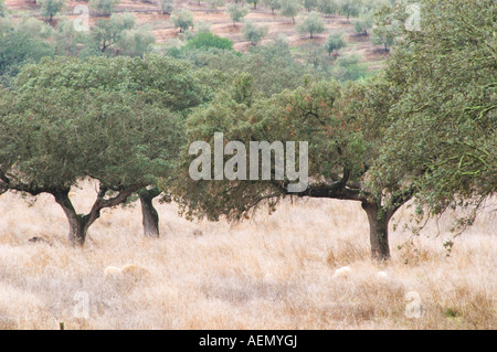 Oak trees in a field. Henrque HM Uva, Herdade da Mingorra, Alentejo, Portugal Stock Photo