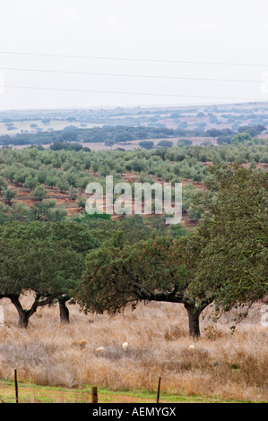 Oak trees in a field. Henrque HM Uva, Herdade da Mingorra, Alentejo, Portugal Stock Photo