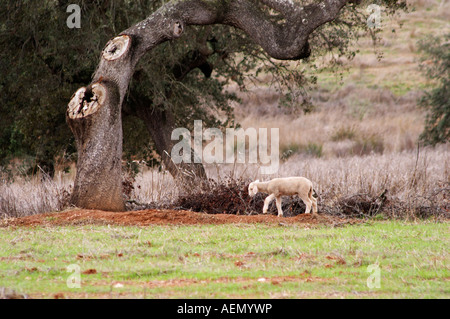 Oak trees in a field. Lamb grazing in a field outside the winery. Henrque HM Uva, Herdade da Mingorra, Alentejo, Portugal Stock Photo