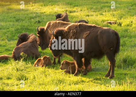 American buffalo, bison calving in springtime in Colorado Stock Photo