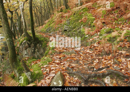 England Cumbria Lake District National Park The autumn colours of Torver Common Wood near Coniston Water on Cumbria way Stock Photo