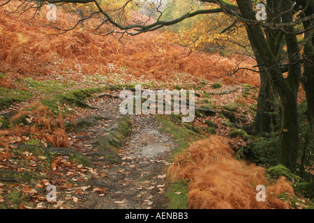 England Cumbria Lake District National Park The autumn colours of Torver Common Wood near Coniston Water on Cumbria way Stock Photo
