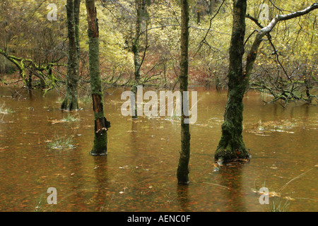 England Cumbria Lake District National Park Torver Common Wood near Coniston Water flooded by autumn storms on Cumbria way Stock Photo