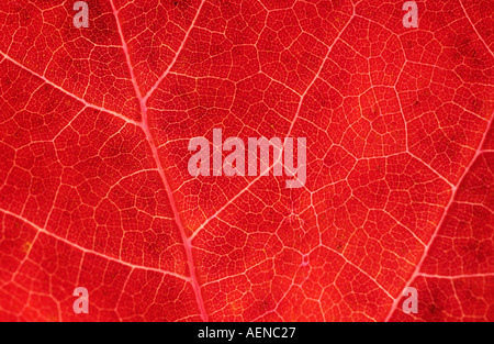 Closeup of Red Leaf Stock Photo