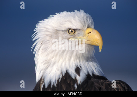 bald eagle Haliaeetus leuccocephalus threatened in Katchemack bay Alaska Stock Photo
