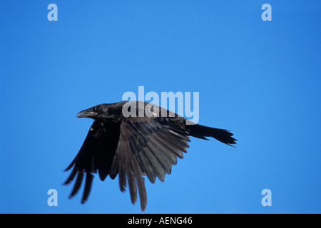 common raven Corvus corax in flight North Slope Alaska Stock Photo