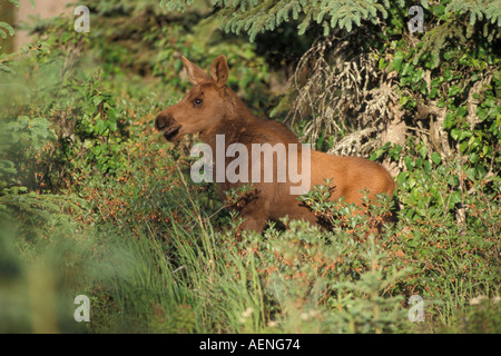 moose calf Alces alces on the Kenai Peninsula southcentral Alaska Stock Photo